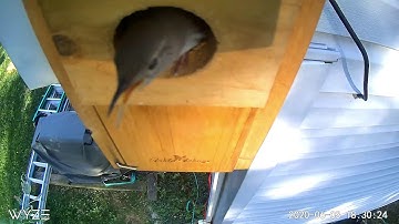 Unlucky Sparrow Nest: Part 4