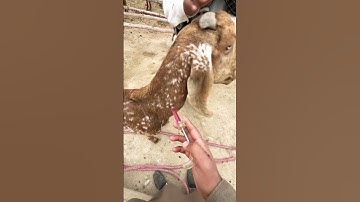 Give B12 injection to goat❤️