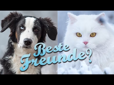 Katzen An Hund Gewöhnen Unsere Zusammenführung Von 3 Katzen Und Einem Hund