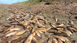 Embracing The Challenge: Amazing Hand Fishing For Many Fish in Canal During Dry Season!