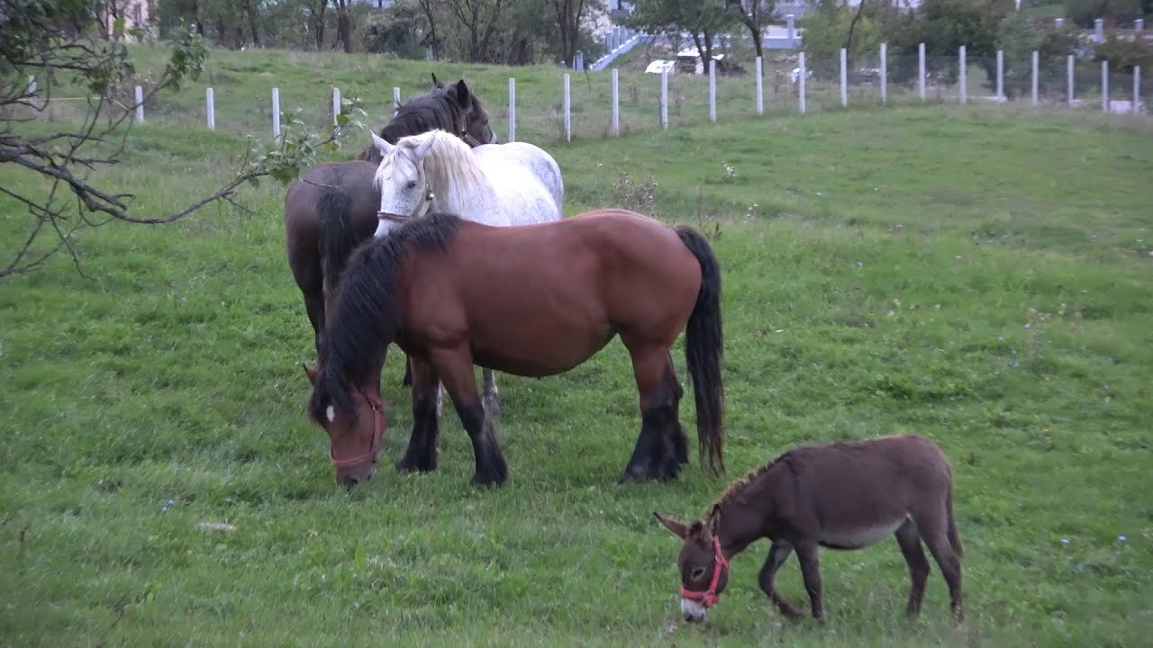 Caii lui Stelica de la Jichisu de Jos, Cluj - 2022 Nou!!!
