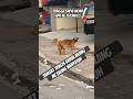 Pikirkan secara logika ayo pikirkan #funny #fypシ゚viral #hiburan #fyp #pageforyou #kawinan #reels