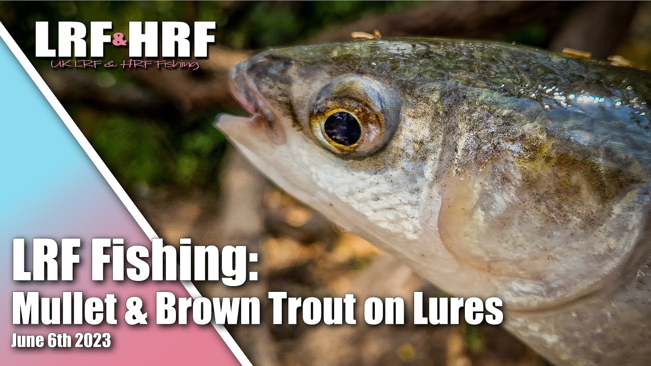 LRF Fishing: Mullet on Mepps & Brown Trout on Lures 