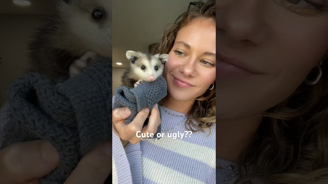 Found a baby possum in my backyard🐭 