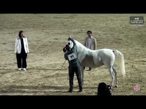  91        قهرمانی 2025 مادیان 4 6 ساله بخش قبل از میلاد