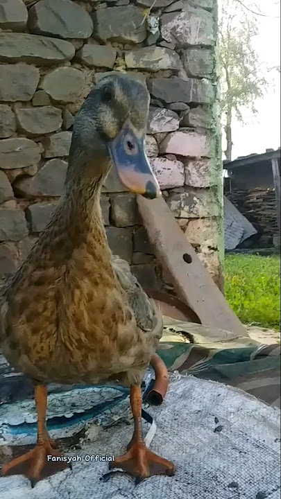 Bebek Lucu II Suara Bebek Betina  Sangat Lucu II Suara Bebek #shorts #viral #bebeklucu
