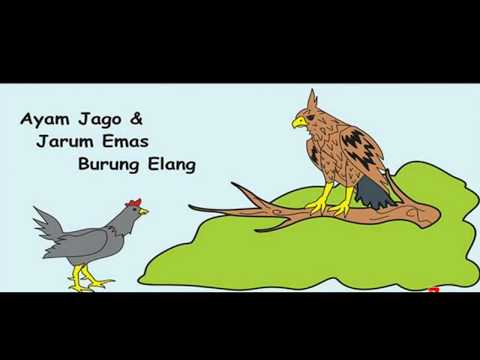 Video: Apa Itu 