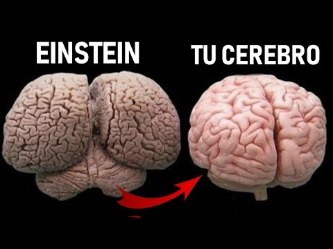 POR ESTA RAZÓN ALBERT EINSTEIN ERA TAN INTELIGENTE | TE LO CUENTO #1