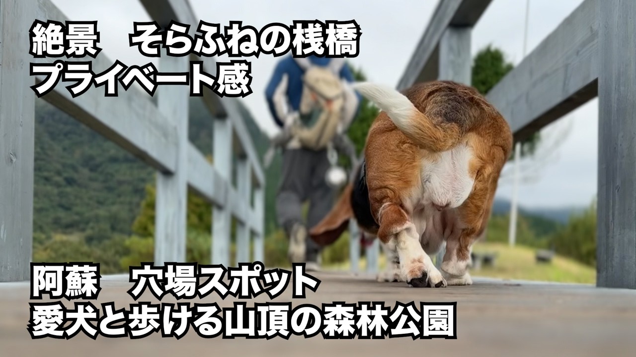 【阿蘇 穴場お散歩コース】気兼ねなく愛犬と歩ける森林公園  360°ビュー　田子山　そらふねの桟橋