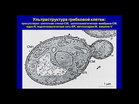 Новоселова И.П. Медицинская микология