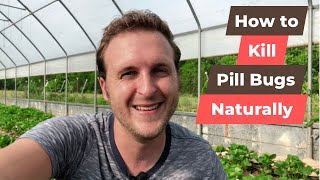 How to Kill Pill Bugs (Organic Control)