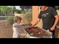 Chase's pecan nut buster shelling machine