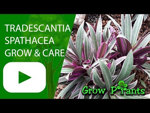 Tradescantia spathacea - grow and care