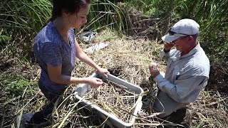 Studying alligators in the Santee Delta