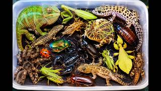 I am hunting for insects in the garden I found a Cockroach , Gecko, Cameleon, Grass Lizard, Mantis..
