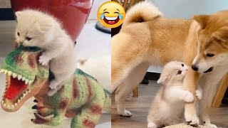 funniest animals video 🌿🌿🌾🌾🌸💗 | Best of 2024 funny animals video | cute and funny cats by Xz Ani 141 views 1 month ago 2 minutes, 10 seconds