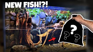 Blackwater Aquarium with Waterfall to Breed Guppies!