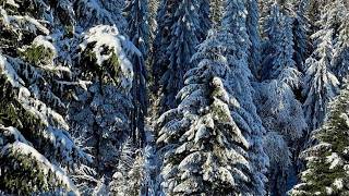 Winterberg Appartement Winterspot | Winterberg, Germany | Hotel Review 🏨