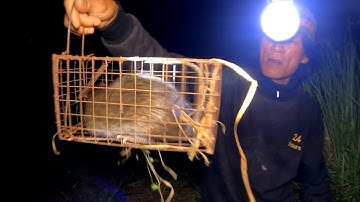 Rớt hột mưa đặt chuột con nào cũng ú mềm | Châu Phước Nhi Vlog