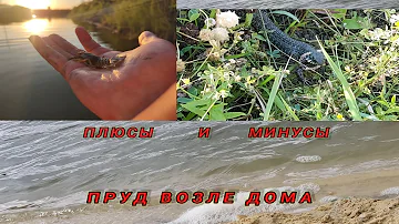 Жизнь У Пруда розведение раков . плюсы и минусы...