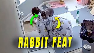 Rabbit Performs Acrobatic Feat While Owner Cleans Enclosure