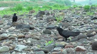 O 237　Oita River　BIBI and KASHIKO came to my side when I was filming a SpotBilled Duck.