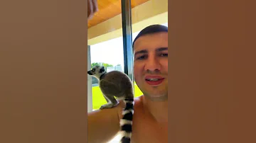 Как лемуры проявляют свою любовь к папе 😻