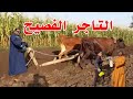 التاجر الفصيح قرر يحسن سلالات الصعيد كلها بدون قرار وزاري ولا امر من الوزير