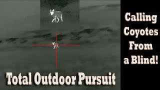 Calling Coyotes from a Ground Blind at Night with Thermal Optics Predator Hunting Tips and Tactics!
