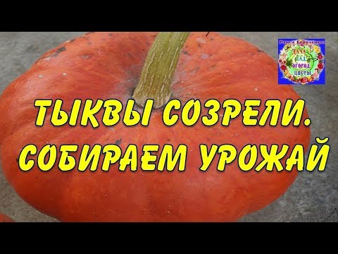 Бейне: Twirla қашан қолжетімді болады?