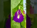 #flowers #shortvideo #like