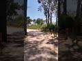 Walking in diplomatic forest Tangier Morocco