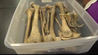 Expert gives insight on Elmore County skeletal remains