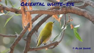 Oriental White-eye with a faint call in the background