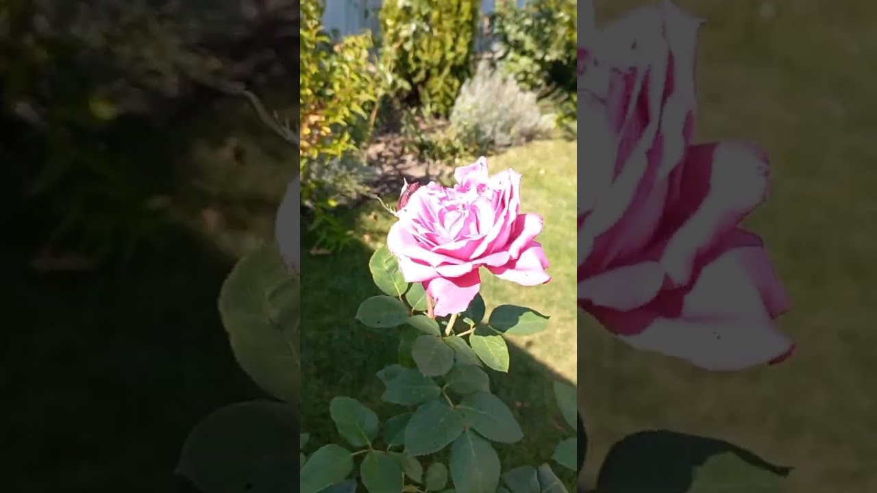 Сиреневые розы.Lilac roses