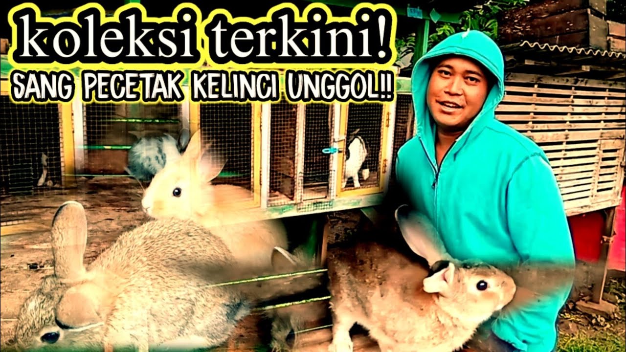 BURUAN || Team Raja balap kerapan kelinci buka harga glosir!!