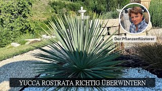 Einfach erklärt | Yucca Rostrata richtig überwintern / Get Yucca Rostrata through the winter;)