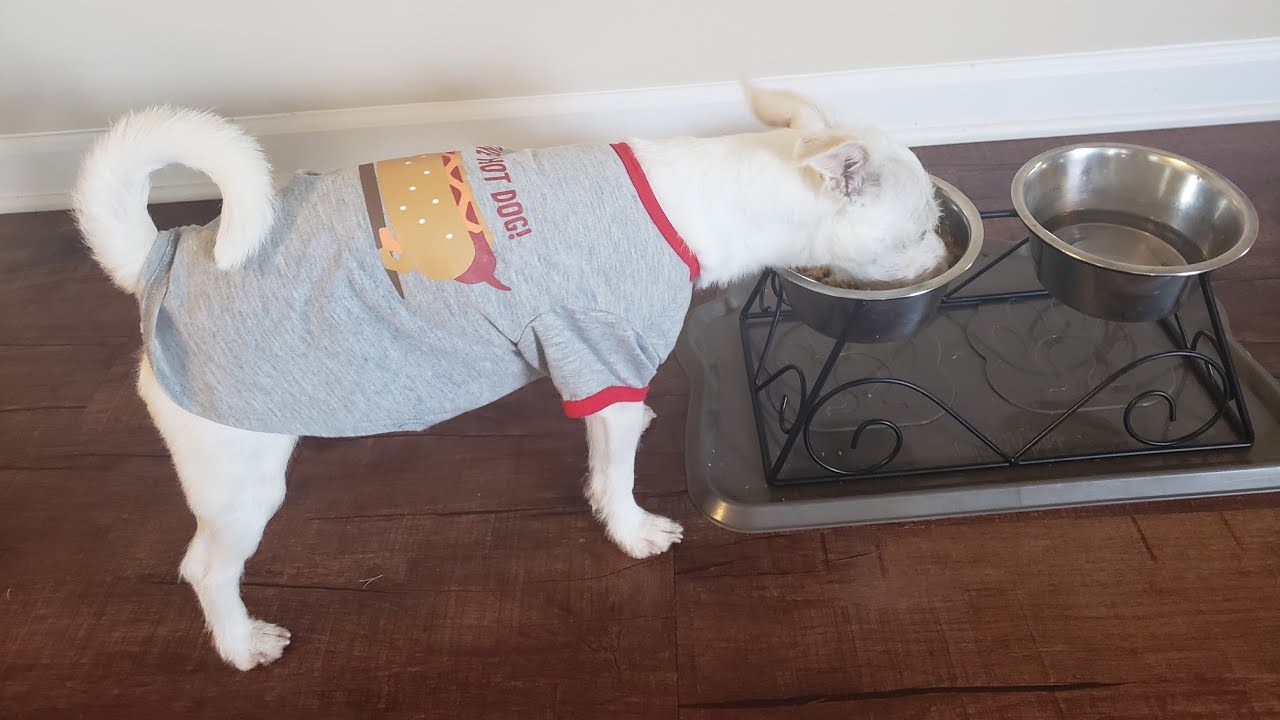 DIY Homemade Salmon Dog Food The Dog Series 🐶 YouTube