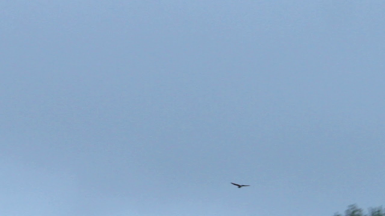 Common Nighthawk video 1 