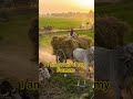 Harvest season brings golden fields, hardworking farmers, Short
