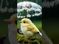 Relaxing Light Music for Stress Relief | Peaceful Sounds to Unwind | Cute Bird to Heal Your Soul