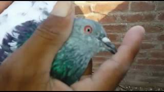 High Flying Pigeons Choohay & Den My Home Breeders Pair & Chicks