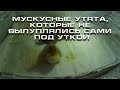 Мускусные утята, которые не вылуплялись сами под уткой