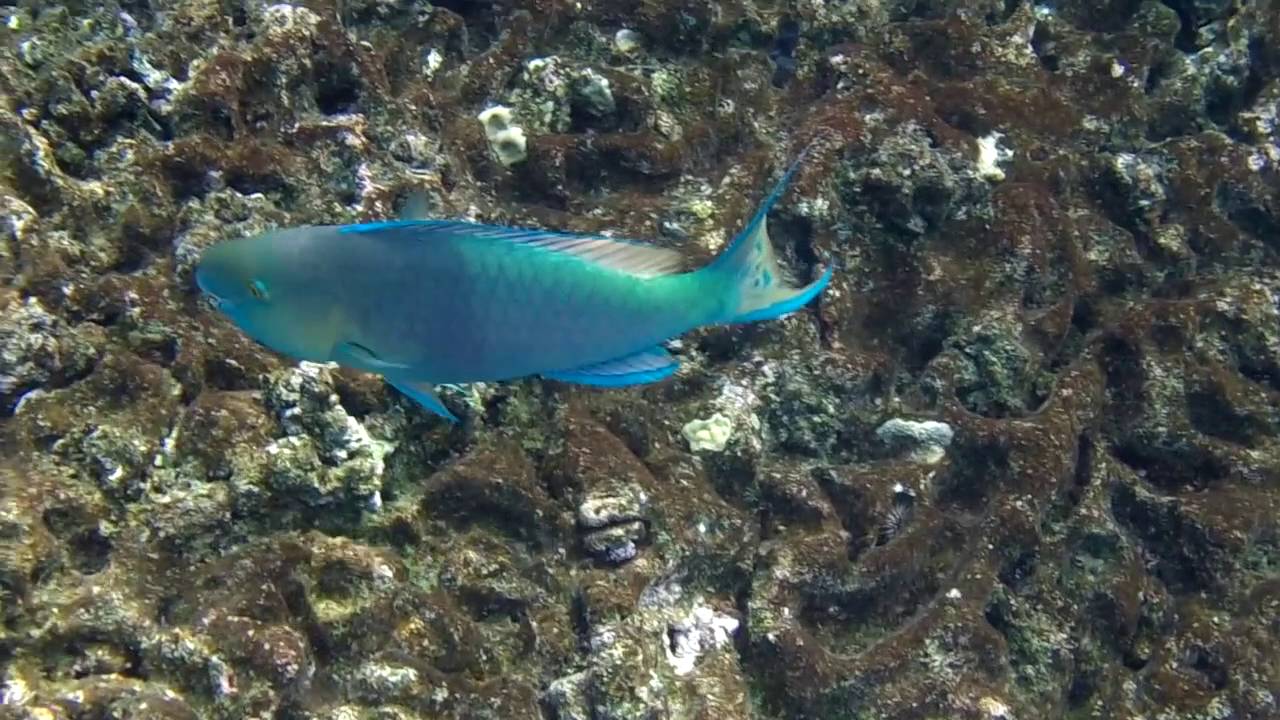 Maui 2016