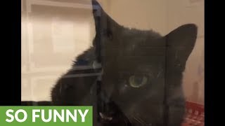 Hilarious rescue cat literally says hello