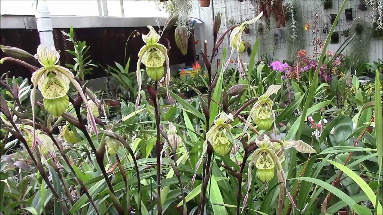 Phragmipedium pearcei  An Update