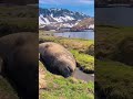 Sea Seal It S Sleeping And Having A Snoring فقمة البحر نائمة و تشخر ايضا 