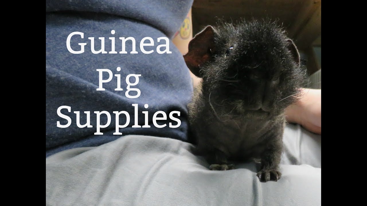 guinea-pig-supplies-everything-i-use-youtube