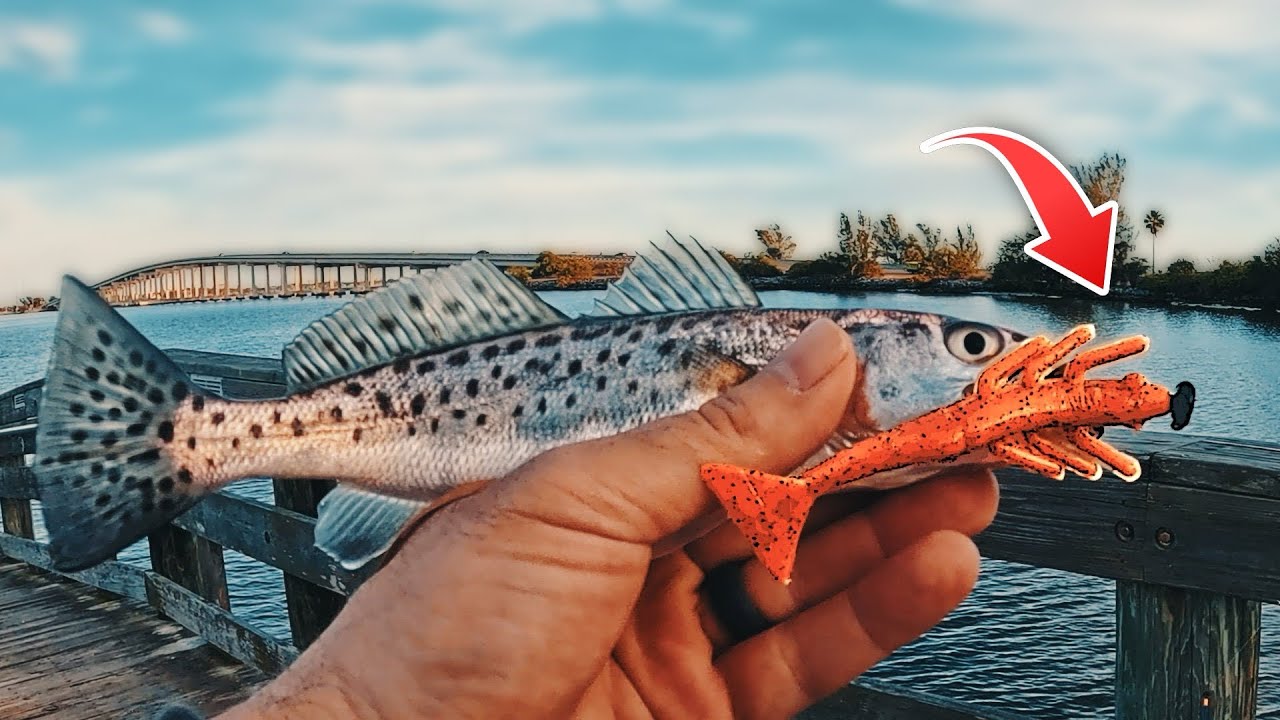Florida Pier Fishing Rigs: The Ned Rig Shrimp! - YouTube