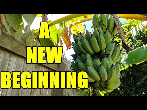 aquaponic-&-backyard-farm-update-|-the-end-is-near